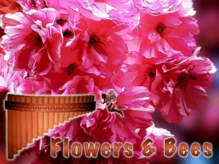 Frühlingsblumen, Bienen und schöne Flötenmusik